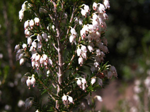 Vivers Càrex - Erica arborea 